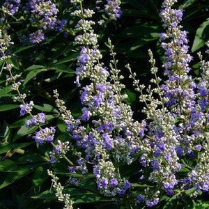 Delta Blues Vitex Shrubs