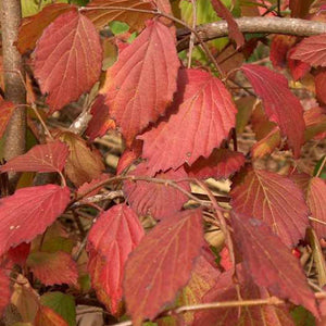 Doublefile Viburnum Shrubs