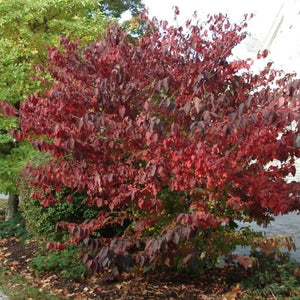 Doublefile Viburnum Shrubs