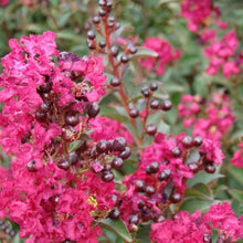 Load image into Gallery viewer, Double Feature Crape Myrtle Shrubs
