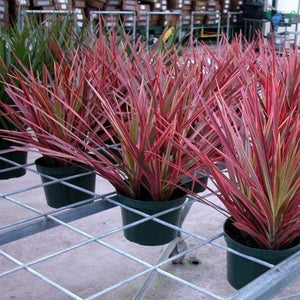 Dracaena Colorama Plants