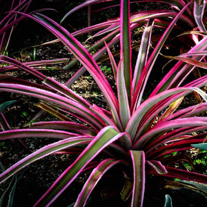 Dracaena Colorama Plants