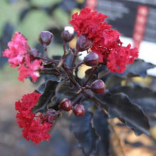 Load image into Gallery viewer, Ebony Flame Crape Myrtle Trees
