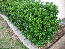 Load image into Gallery viewer, Dwarf Burford Holly Shrubs
