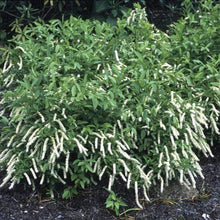 Load image into Gallery viewer, Itea Henry's Garnet Sweetspire Shrubs

