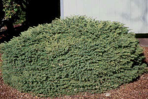 Birds Nest Spruce Shrubs