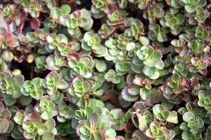 Dragon's Blood Sedum