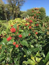 Load image into Gallery viewer, Cephalanthus Sugar Shack Shrubs
