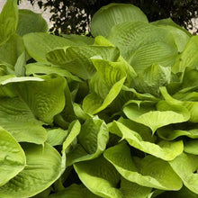 Load image into Gallery viewer, Hosta Sum and Substance
