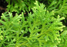 Load image into Gallery viewer, Dwarf Hiba Cedar Shrubs
