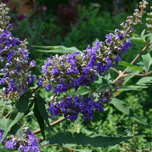 Delta Blues Vitex Shrubs